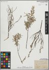 Foto von Salix repens subsp. rosmarinifolia (L.) Andersson